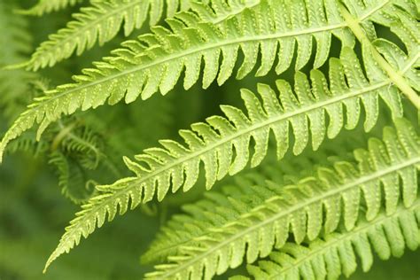 ferns native to the uk.